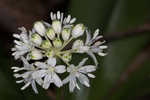 Speckled wood-lily <BR>White clintonia